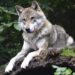 US Agency Kills Colorado Wolf in Wyoming Where It Was Suspected of Killing Sheep – U.S. News & World Report