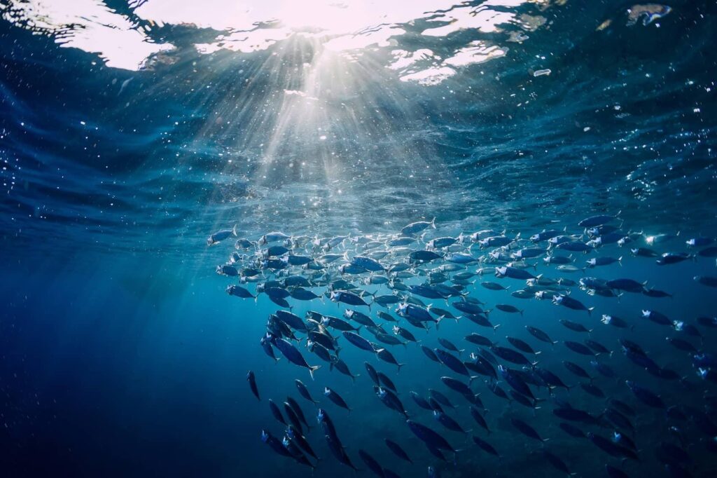 Seafood from Trinidad and Tobago entering US despite European ban, Oceana analysis finds – SeafoodSource