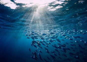 Seafood from Trinidad and Tobago entering US despite European ban, Oceana analysis finds – SeafoodSource