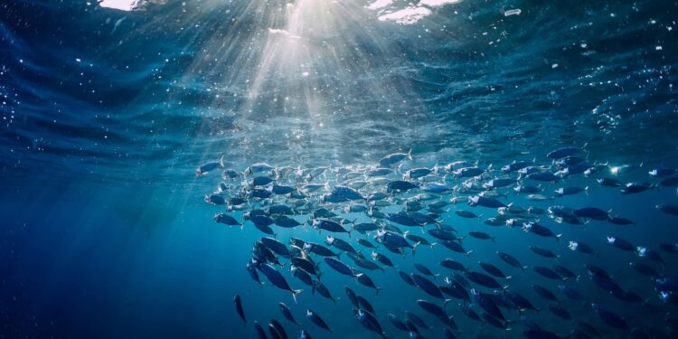 Seafood from Trinidad and Tobago entering US despite European ban, Oceana analysis finds – SeafoodSource