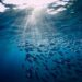 Seafood from Trinidad and Tobago entering US despite European ban, Oceana analysis finds – SeafoodSource