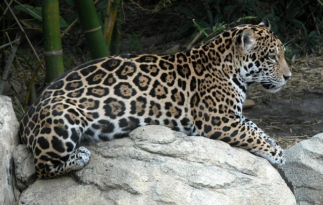 Strategies for Combating‌ Jaguar Trafficking in Suriname