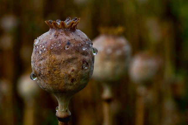 The Disruption⁤ of Guatemala's ⁢Opium‌ Trade: A Shift in Drug ⁤Dynamics