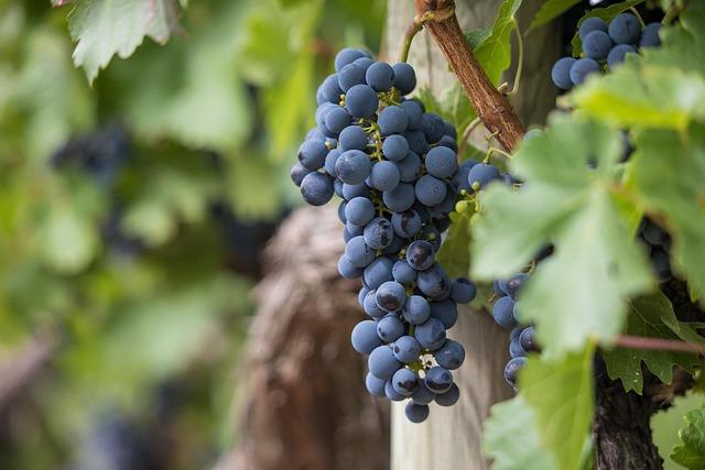 Sustainable Practices in Bolivian Winemaking: A Step Towards the Future