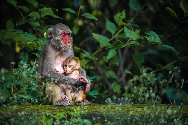 Impact on Local Community and wildlife: An Overview