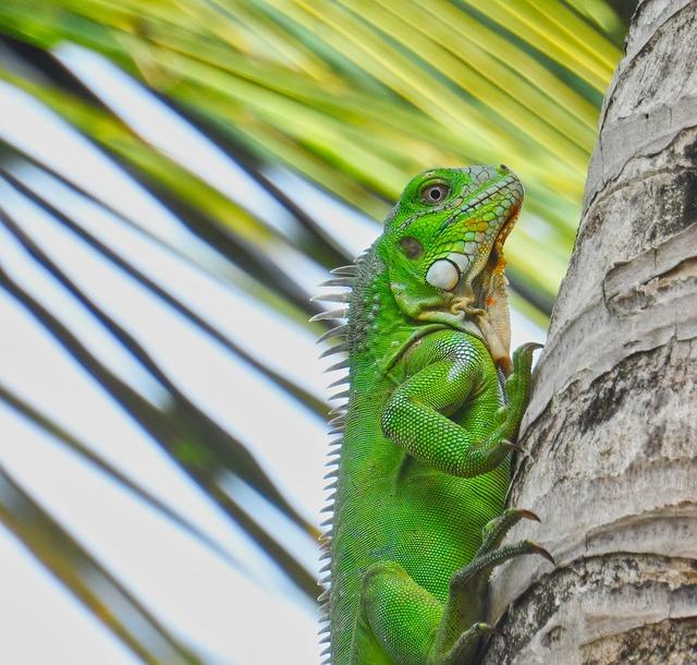 Airlines Serving Bonaire from regional areas, ⁤North⁣ America, or ‌Europe - InfoBonaire.com