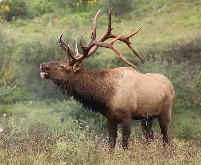 Community Engagement in Elk Preservation Initiatives