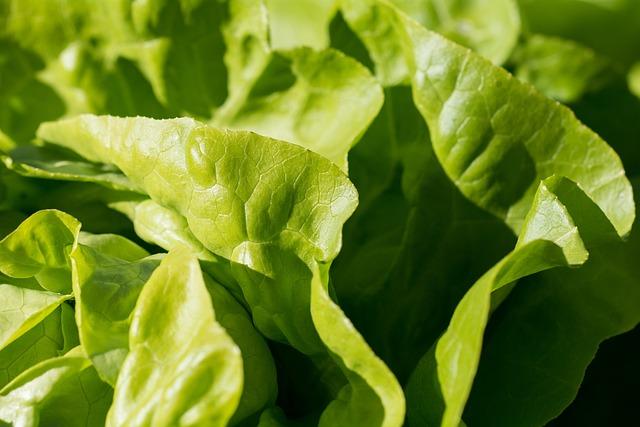 Food Deprivation: The Impact of Nutritional Neglect on Deportees' Health