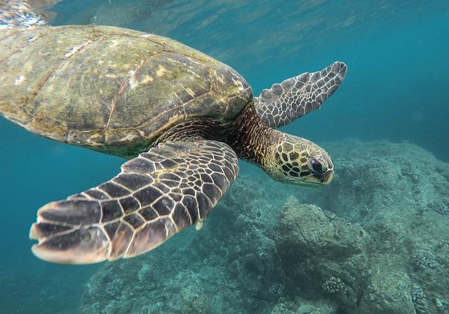 Conservation Efforts: Initiatives Aimed at Protecting Sea Turtle Nesting Grounds
