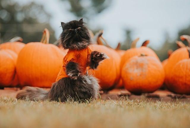 Trends in Pumpkin ⁣Production and⁣ Consumption