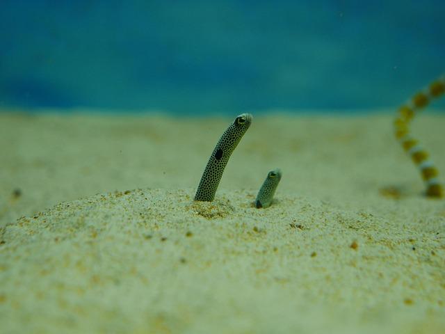 Nutritional Benefits and Culinary Uses of Freshwater Eel