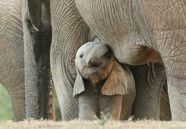 policy Recommendations for Strengthening Wildlife Protection Laws