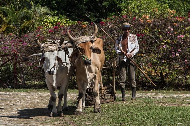 Innovative Solutions for Revitalizing Cuba's Agricultural Industry