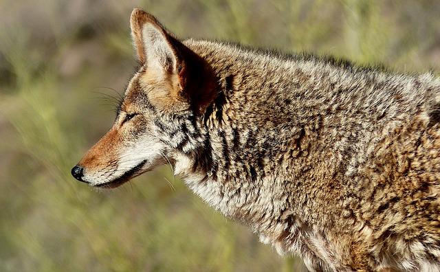 Community Perspectives on coyote Management Strategies