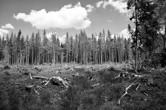 The Role of Environmental Policies in Shaping Brazil's International Image