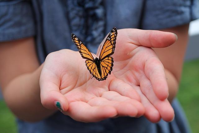 How Residents Can prepare and Participate in Monarch Conservation