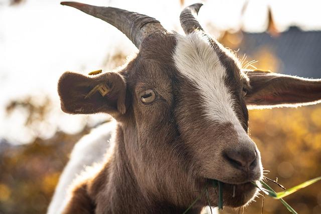 Strategies for‍ Farmers: Mitigating Spread and Safeguarding Livestock