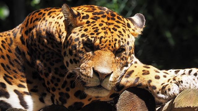 Uncovering the ‌Scale of Jaguar Trafficking in Suriname