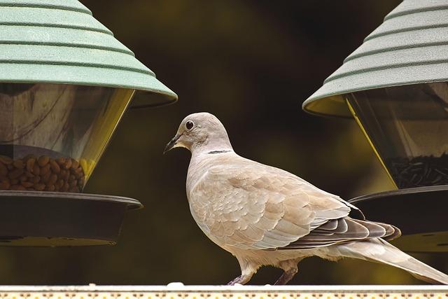 understanding the Symptoms and Risks Associated with Bird Flu
