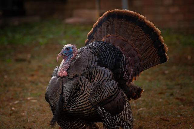 Thanksgiving Turkeys Reach Remote Alaskan Communities Through Airdrops
