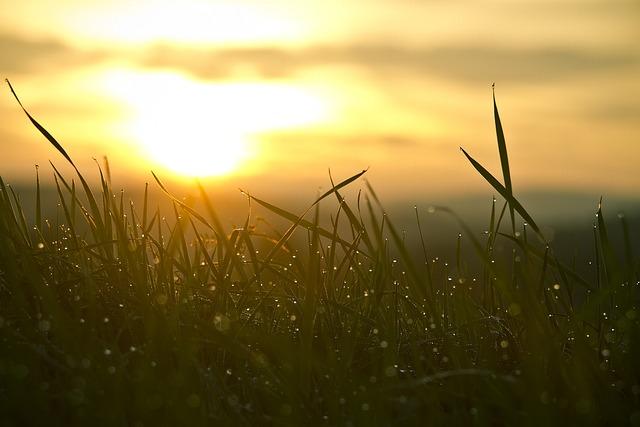 Understanding the Implications of Sponsored News in the Cabrits Resort Developer case