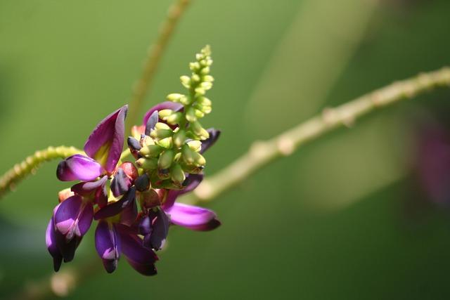 Ecological Impacts of Kudzu on Native Flora and Fauna