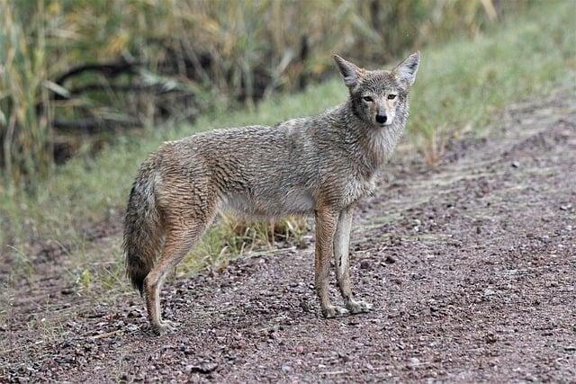 The Role of Hunting in Coyote Behavior and Ecology