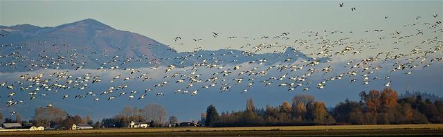 Contemporary Reflections on Historical Migration Patterns