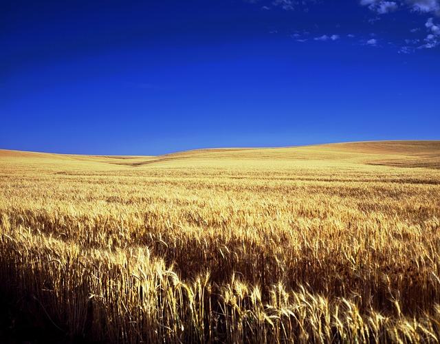 Analyzing the Factors Behind Kansas' Population Trends and Census Data