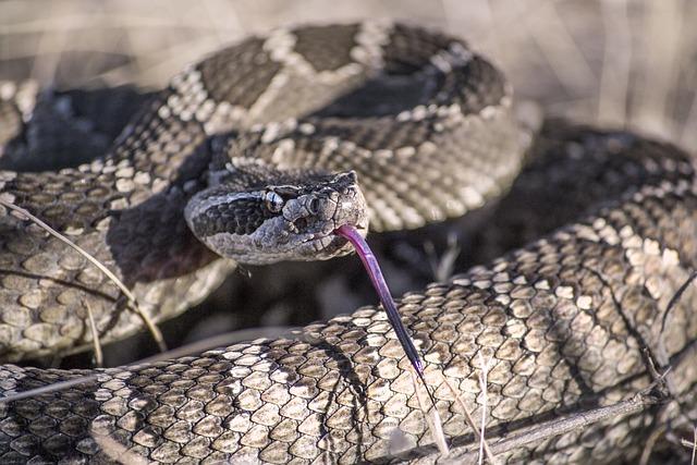 Debunking Common Myths Surrounding this Iconic Serpent