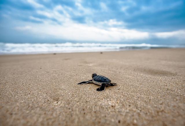 Ecological Impact: The Role of Sea Turtles in Marine Ecosystems