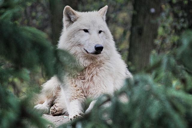 Governor Tom Wolf's Role in elk Management Policies