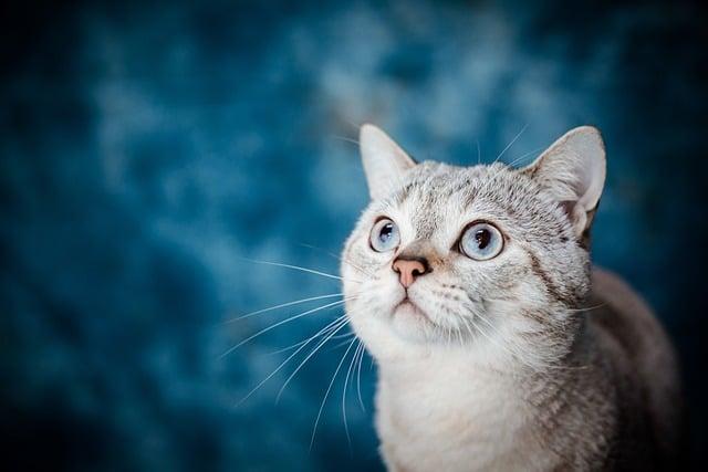Essential⁣ Tips for Keeping Your Pet Comfortable During Travel