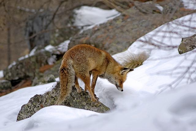 Recommendations for Sustainable Hunting Practices and Wildlife Conservation