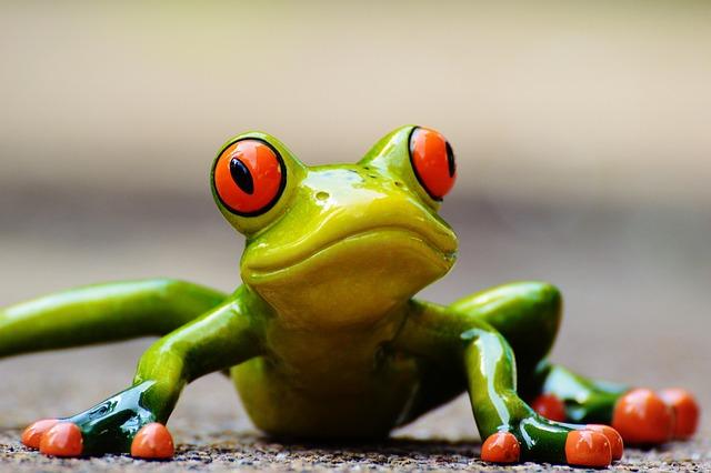 Emergence from the Brink: The Resurgence of the Mountain Chicken Frog