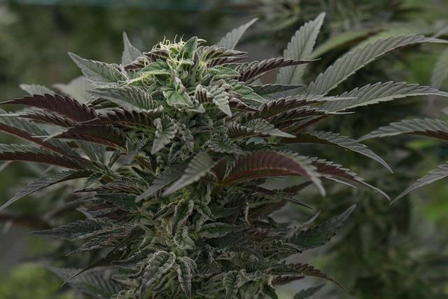 Exploring the Therapeutic Benefits of Medical marijuana