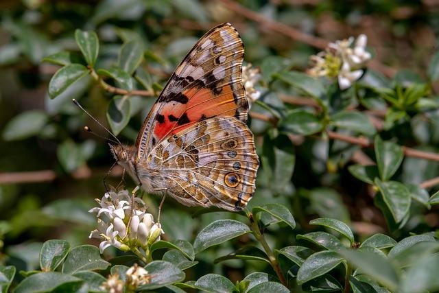 Understanding the Migration Patterns of Painted Lady Butterflies
