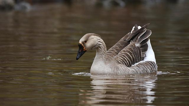 California's Response to Avian Influenza Outbreak