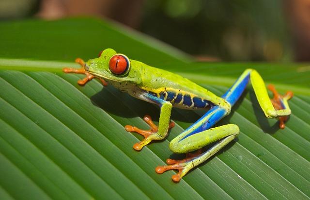 Glimmer of hope for mountain chicken frog which was once a national dish - BBC.com