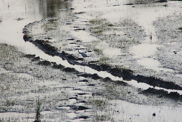 Future Outlook: What lies Ahead for Suriname's‌ Oil Sector