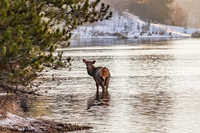 History of Elk Conservation efforts in Pennsylvania