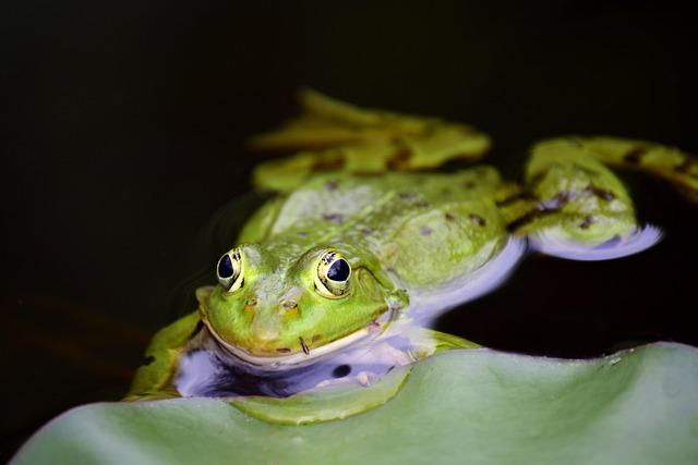 A culinary Legacy: The Role of the Mountain Chicken Frog in Local Culture