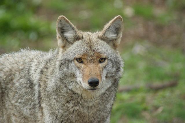 Evaluating the Impact of Hunting on Coyote Reproduction Rates