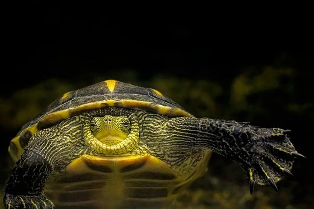 Nesting Sites in danger: The Decline of Sea Turtle Habitats in Suriname