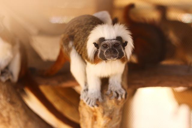 Impact of the Monkey Population on St Kitts' Ecosystem