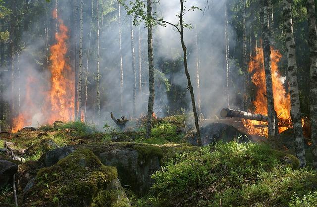 Government Response: Measures Taken to Combat the Flames