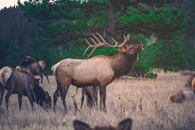 Challenges Facing Elk Populations in Pennsylvania Today
