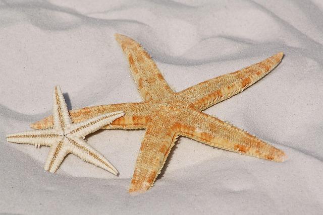 Understanding the Sargasso Sea's Unique Ecosystem and Its Role in Marine Biodiversity