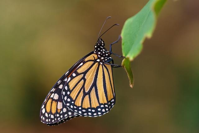 ecological Importance of Monarch Butterflies for Local Ecosystems