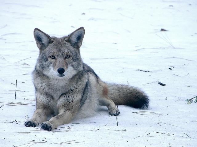 Understanding Coyote Population Dynamics in Hunting Zones
